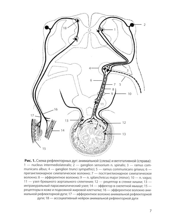 Функциональная анатомия вегетативной нервной системы. Учебное пособие
