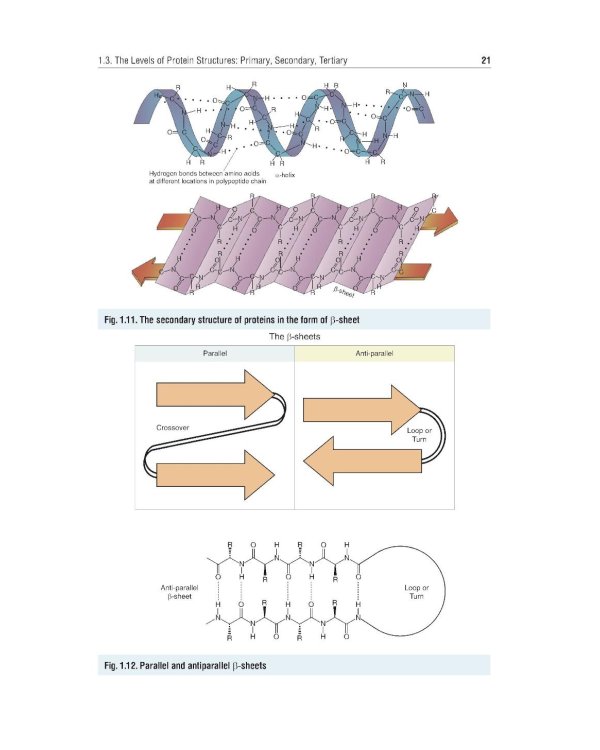 Essential Biochemistry for Medical Students with Problem-Solving Exercises : textbook = Базовый курс биохимии для студентов медицинских специальностей