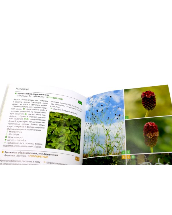 Растения средней полосы России: Фотоопределители (комплект из 2-х книг)