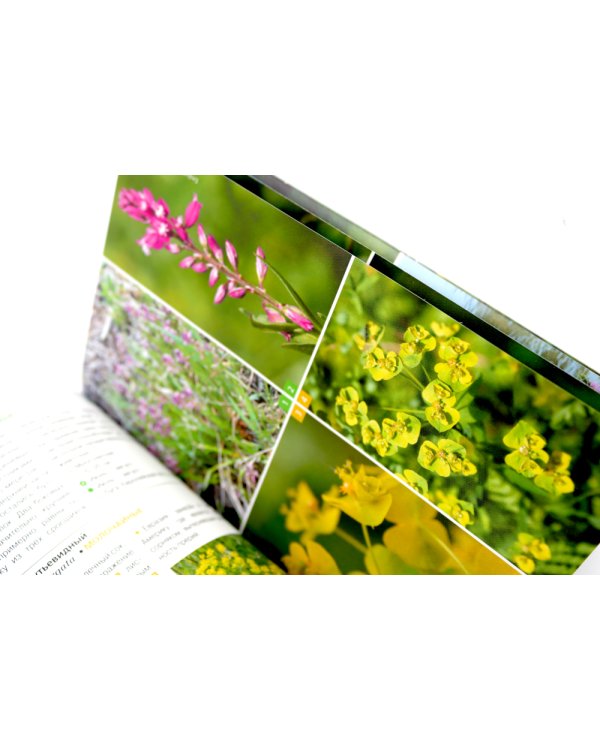 Растения средней полосы России: Фотоопределители (комплект из 2-х книг)