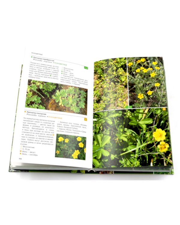 Растения средней полосы России: Фотоопределители (комплект из 2-х книг)