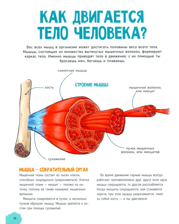 Дополнительное изображение книги «Невероятное тело человека»