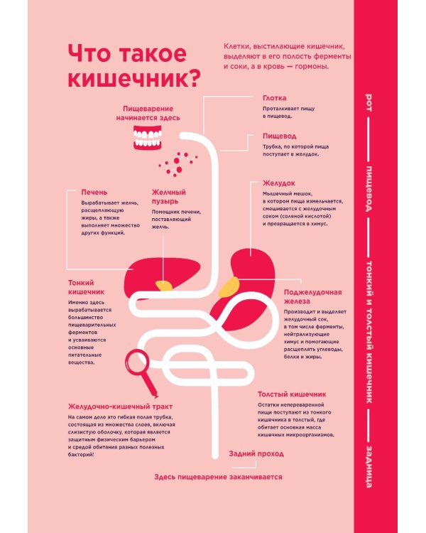 Ох уж этот кишечник. Путеводитель по пищеварительному тракту и его обитателям