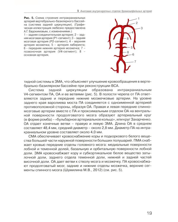 Дуплексное сканирование внутричерепных отделов брахиоцефальных артерий и вен. Учебное пособие