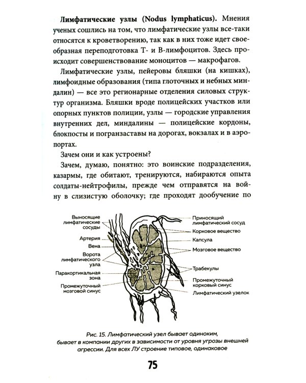 Кровавый коктейль. Из чего состоит и как функционирует ваша кровь