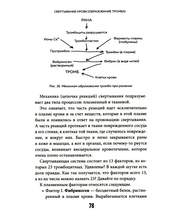 Кровавый коктейль. Из чего состоит и как функционирует ваша кровь