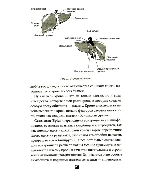 Кровавый коктейль. Из чего состоит и как функционирует ваша кровь