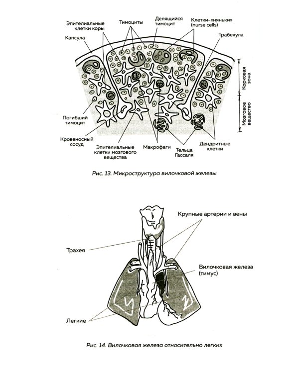 Кровавый коктейль. Из чего состоит и как функционирует ваша кровь