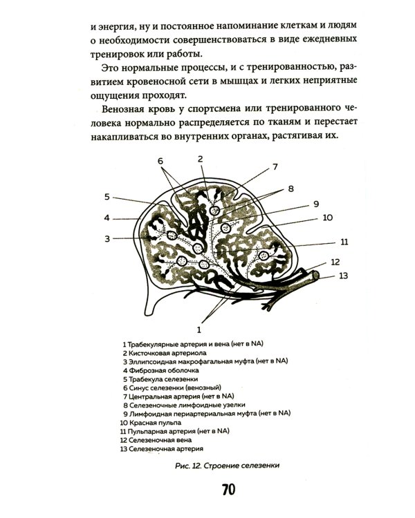 Кровавый коктейль. Из чего состоит и как функционирует ваша кровь