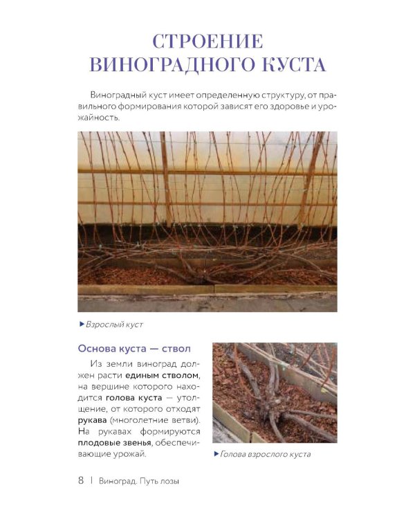 Виноград. Путь лозы. Шпаргалка-трекер: от черенка до грозди