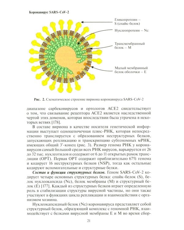 Молекулярная эпидемиология новой коронавирусной инфекции COVID-19