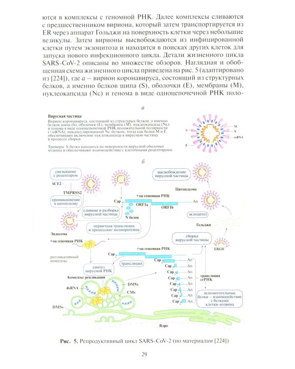 Молекулярная эпидемиология новой коронавирусной инфекции COVID-19