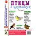 Птицы в картинках. Вып. 1. Наглядное пособие для педагогов, логопедов, воспитателей и родителей