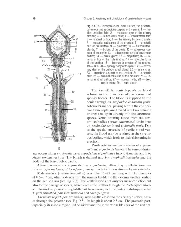 Urology = Урология
