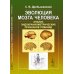 Эволюция мозга человека: Анализ эндокраниометрических признаков гоминид
