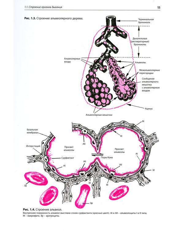 Внутренние болезни. Система органов дыхания: Учебное пособие. 6-е изд