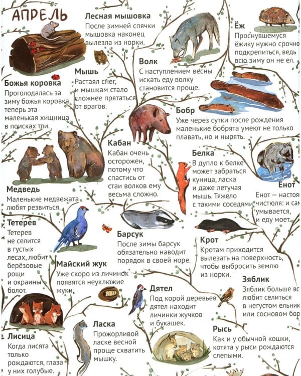 От зимы к лету. Как живут лесные звери