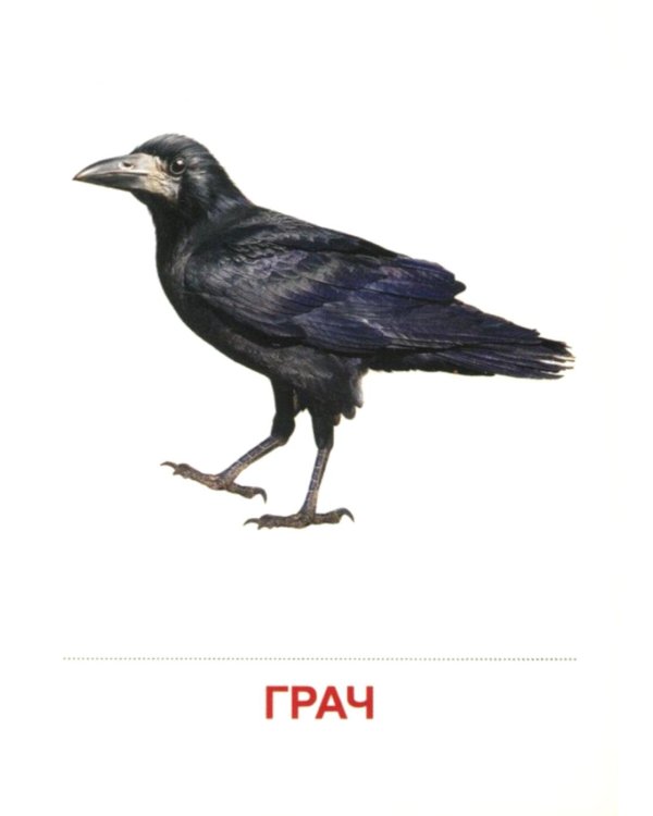 Я познаю мир. Птицы (комплект из 2-х книг)