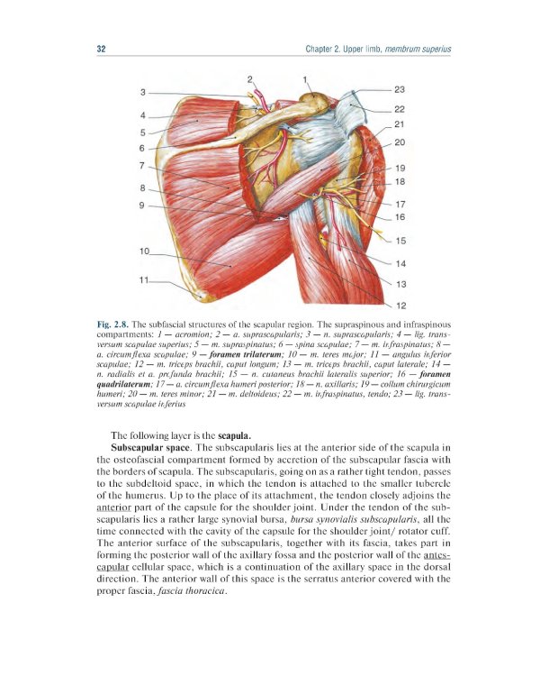 Topographic Anatomy and Operative Surgery: textbook: на англ.яз