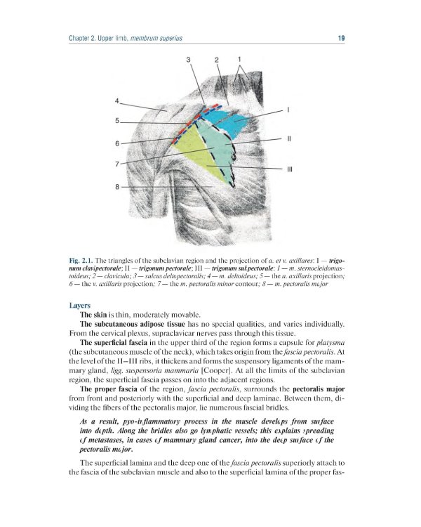 Topographic Anatomy and Operative Surgery: textbook: на англ.яз