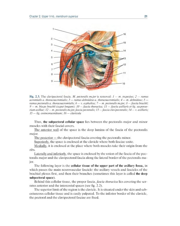 Topographic Anatomy and Operative Surgery: textbook: на англ.яз