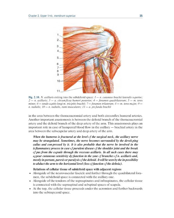 Topographic Anatomy and Operative Surgery: textbook: на англ.яз