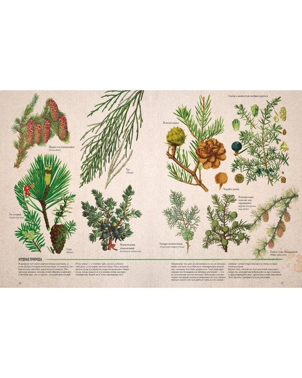 Ботаника в картинках