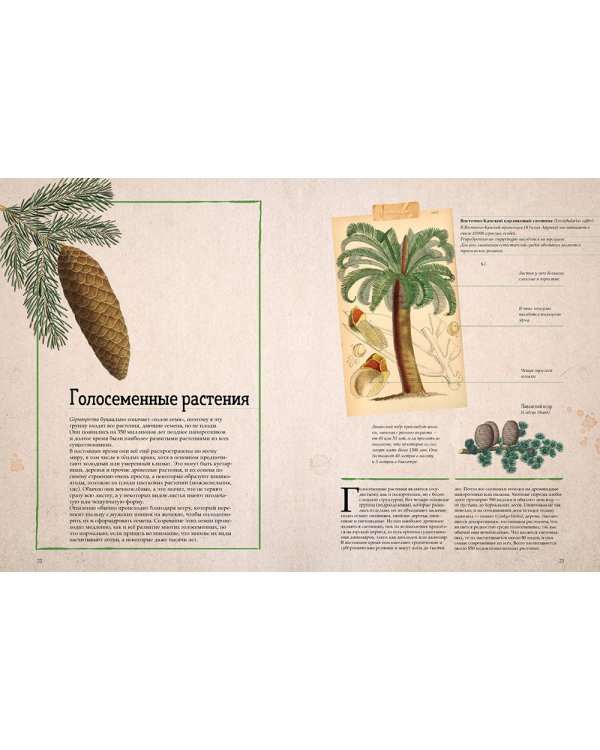 Ботаника в картинках