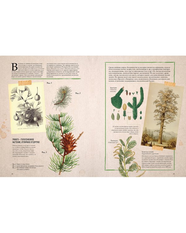 Ботаника в картинках