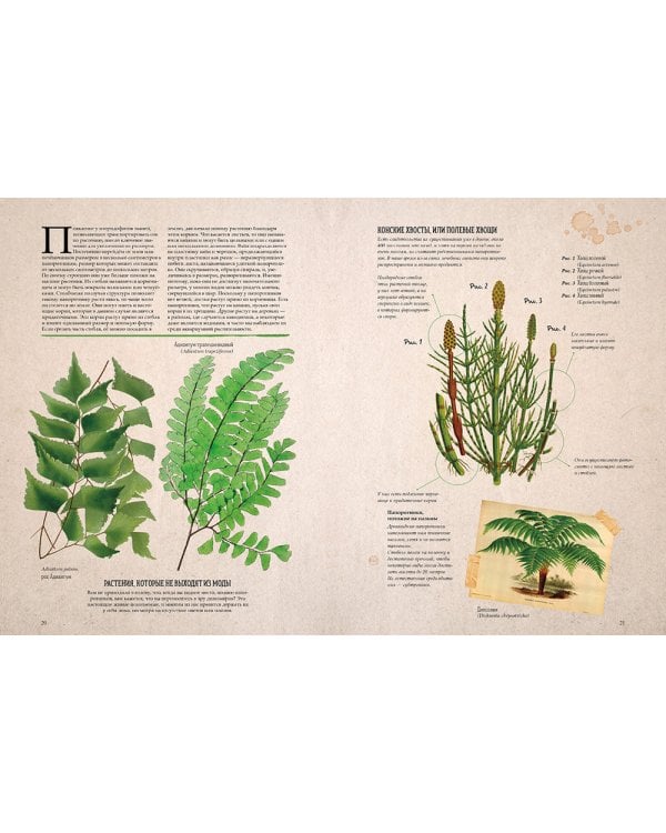 Ботаника в картинках