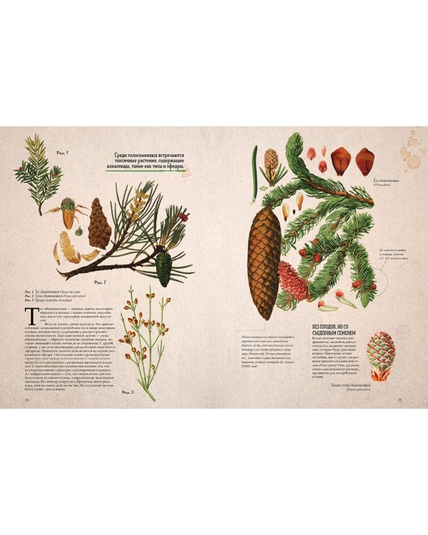 Ботаника в картинках