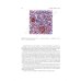 Анатомия человека. Учебник. В 2 т. Т. 2 Анатомия человека. Учебник. В 2 т. Т. 2