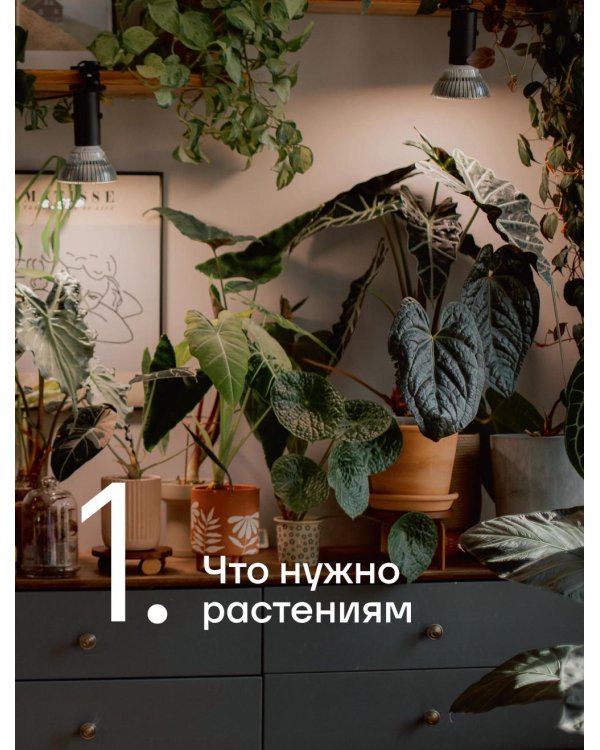 Эстетика живого интерьера. Как создать стильное пространство с помощью комнатных растений