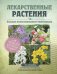 Лекарственные растения: большая иллюстрированная энциклопедия