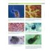 Атлас по медицинской паразитологии: Учебное пособие Атлас по медицинской паразитологии: Учебное пособие