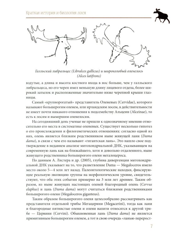Лось как он есть и как его съесть