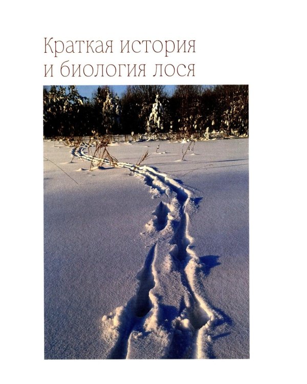 Лось как он есть и как его съесть
