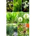 Съедобные дикорастущие растения средней полосы России. Фотоопределитель