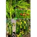 Съедобные дикорастущие растения средней полосы России. Фотоопределитель