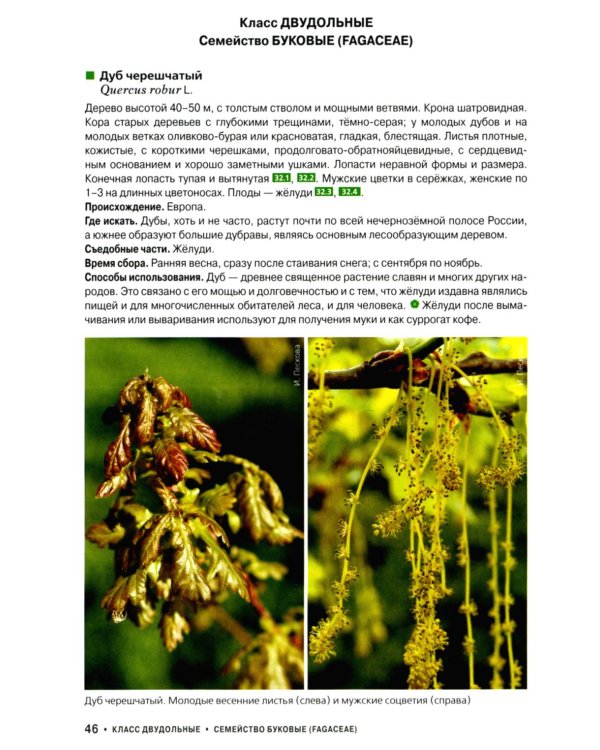 Съедобные дикорастущие растения средней полосы России. Фотоопределитель