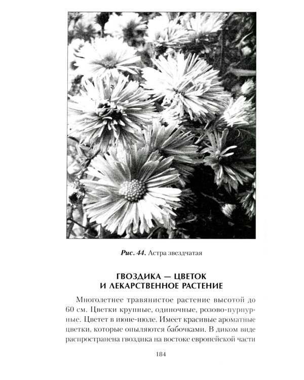 Наши дачные лекари - живые витамины. Овощные и дикорастущие растения