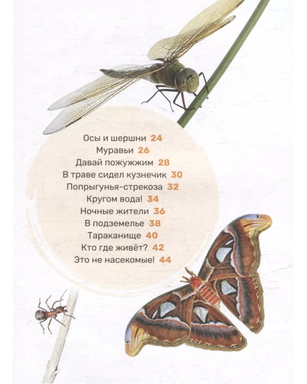 Насекомые