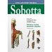 Атлас анатомии человека Sobotta. Таблицы мышц, суставов и нервов
