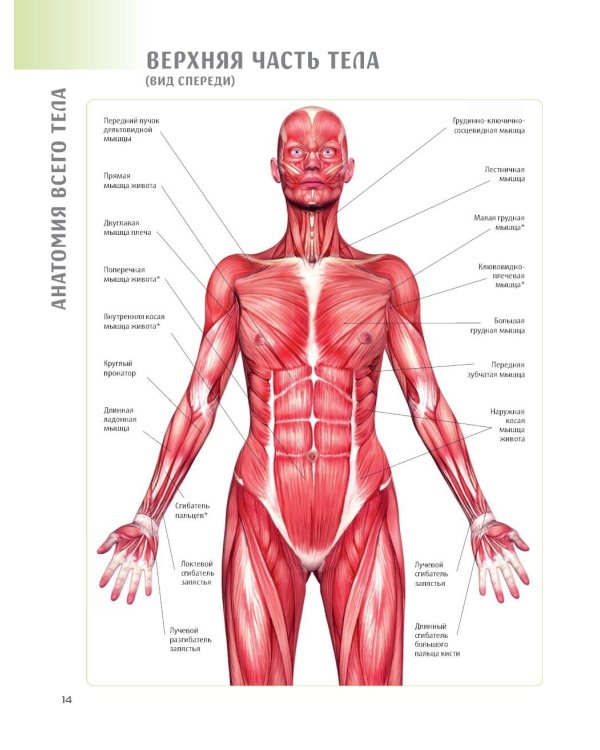 Анатомия йоги. 50 главных асан с анатомическими иллюстрациями, для начинающих и продвинутых