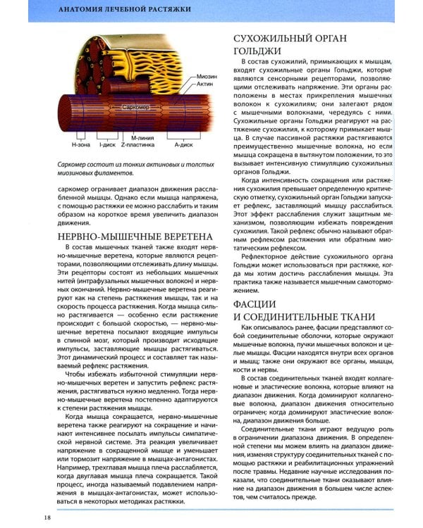 Анатомия лечебной растяжки: быстрое избавление от боли и профилактика травм