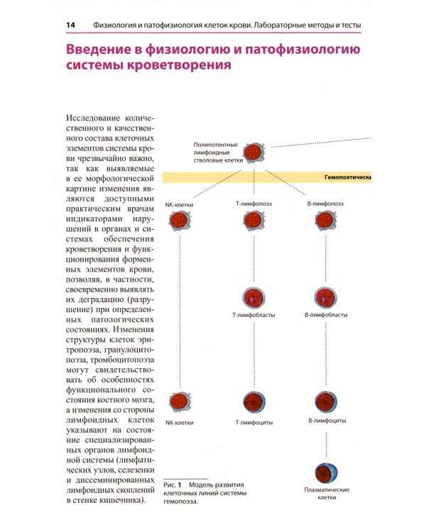 Атлас по гематологии. Практическое пособие по морфологической и клинической диагностике. 4-е изд