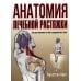 Анатомия лечебной растяжки: быстрое избавление от боли и профилактика травм