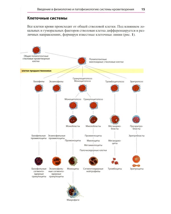 Атлас по гематологии. Практическое пособие по морфологической и клинической диагностике. 4-е изд