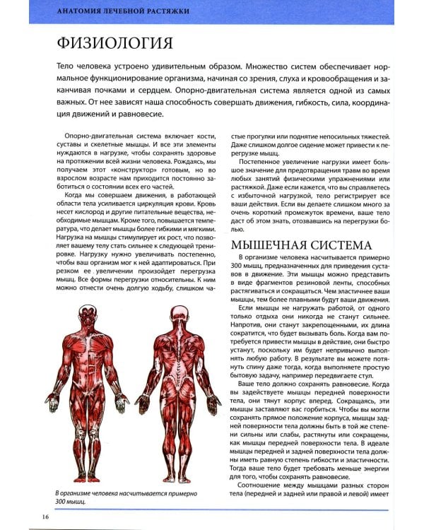 Анатомия лечебной растяжки: быстрое избавление от боли и профилактика травм