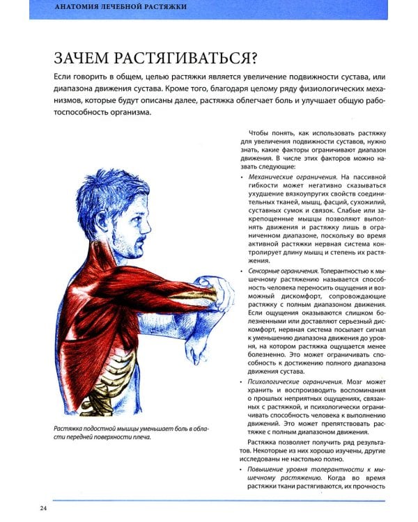 Анатомия лечебной растяжки: быстрое избавление от боли и профилактика травм